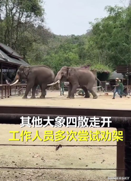 【娱乐】景区两只大象表演时突然打架 数名工作人员现场劝架